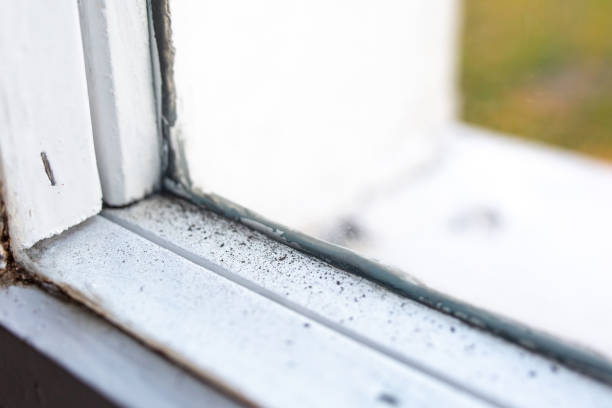 Best Mold Odor Removal Services  in Arthurtown, SC