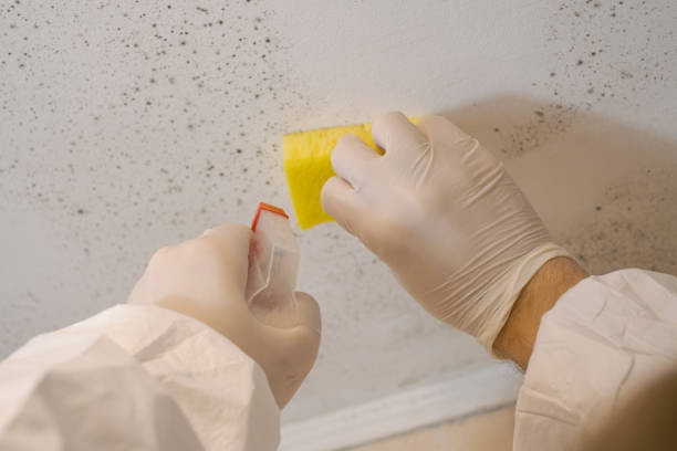 Best Mold Odor Removal Services  in Arthurtown, SC