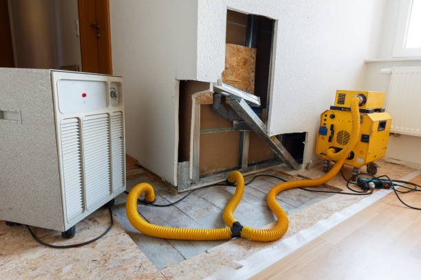 Best Basement Mold Removal  in Arthurtown, SC