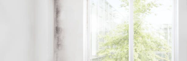 Best Mold Documentation for Insurance Claims  in Arthurtown, SC