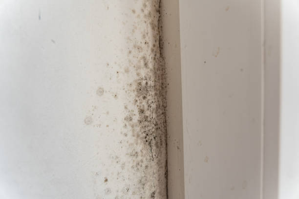 Best Industrial Mold Remediation  in Arthurtown, SC