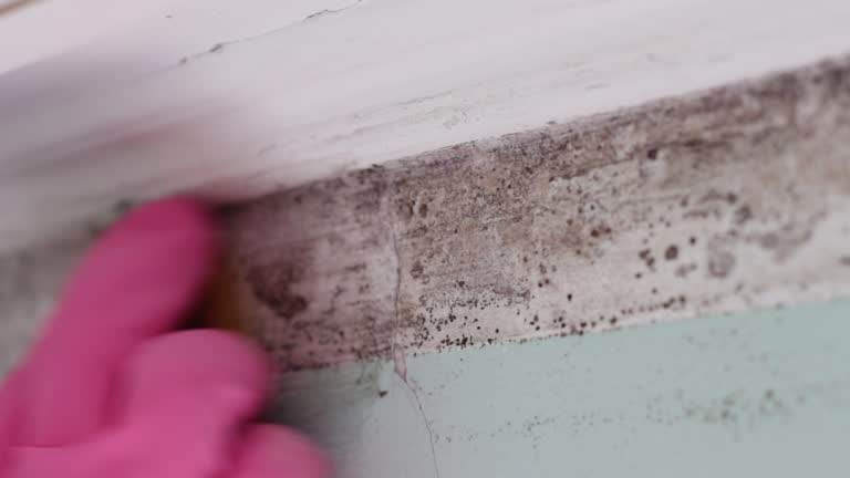 Reliable Arthurtown, SC Mold Removal Solutions